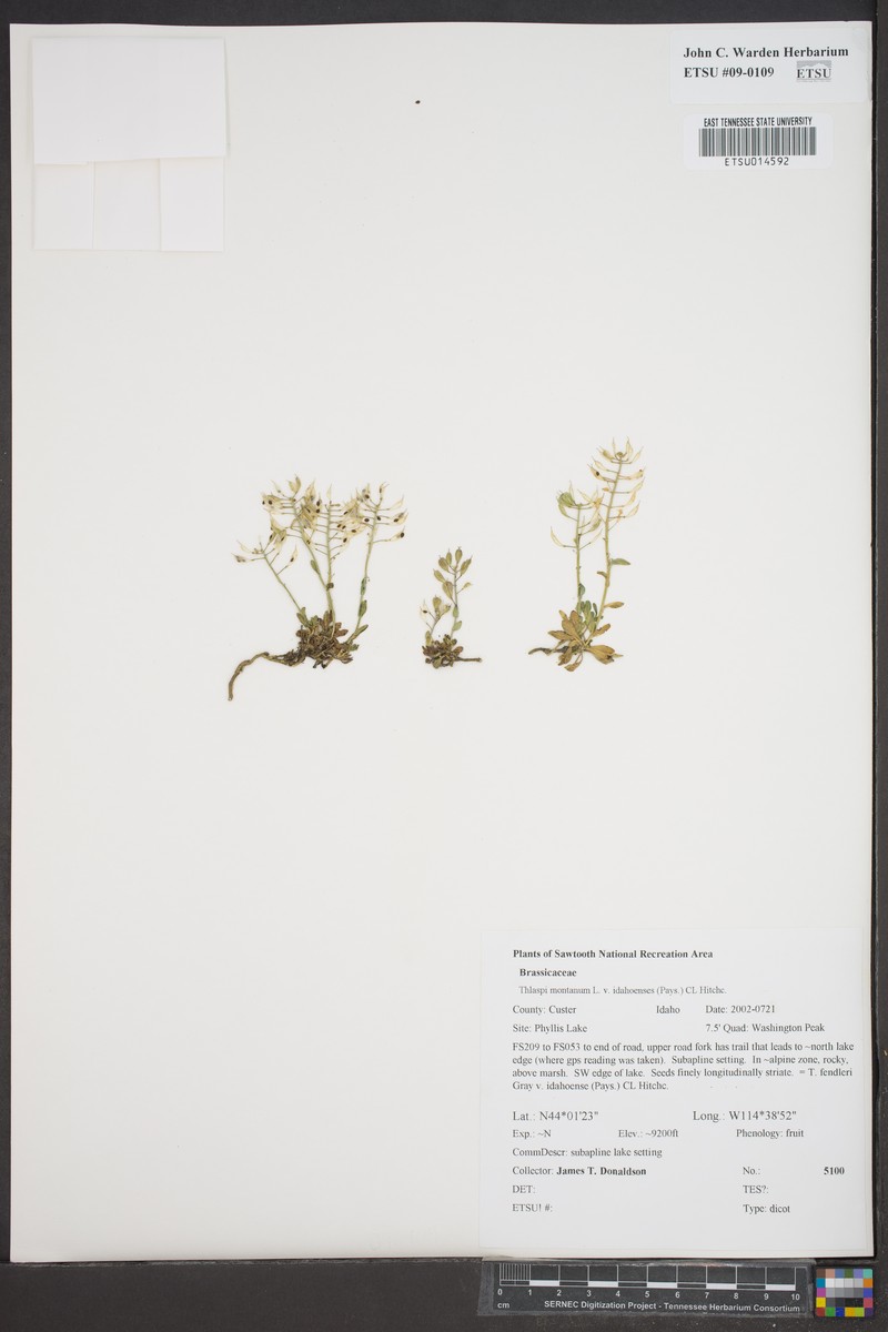 Noccaea fendleri subsp. idahoense