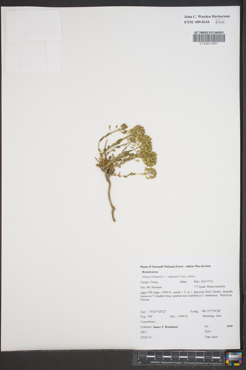 Noccaea fendleri subsp. idahoense photo 2