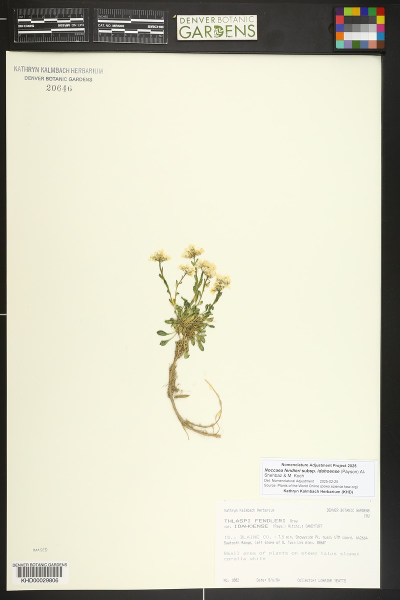 Noccaea fendleri subsp. idahoense photo 3