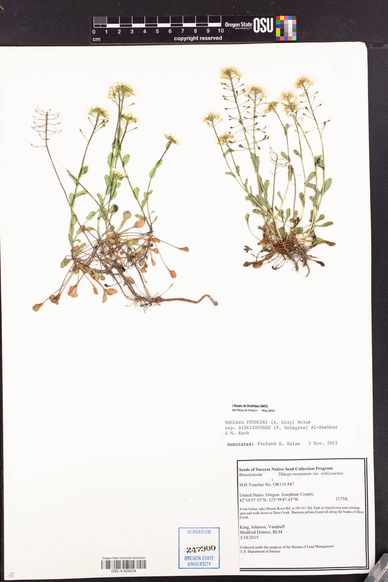 Noccaea fendleri subsp. siskiyouense photo 2