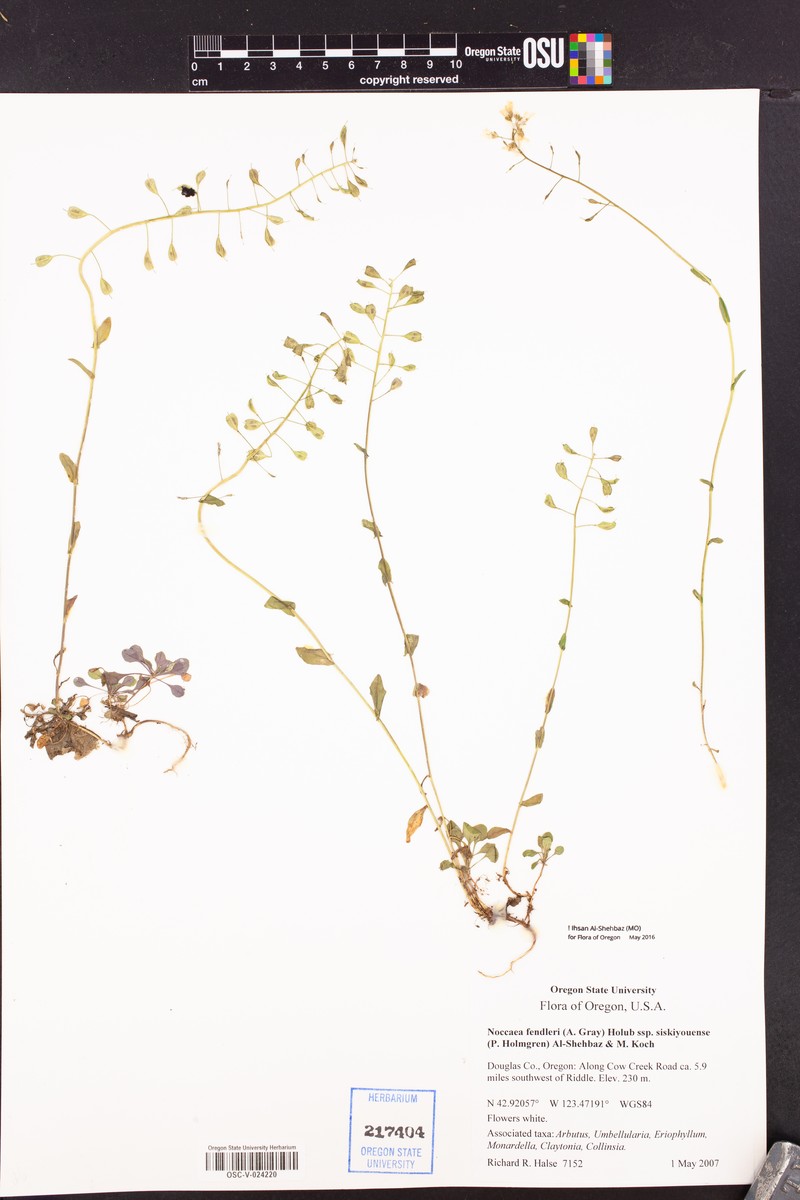Noccaea fendleri subsp. siskiyouense photo 4