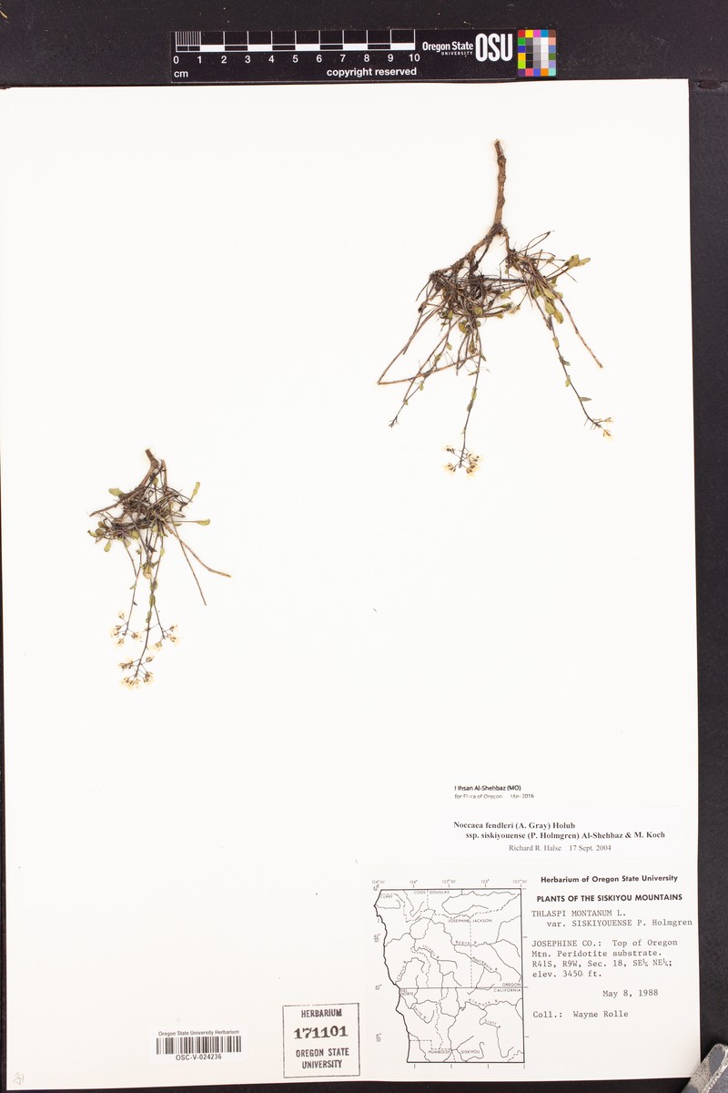 Noccaea fendleri subsp. siskiyouense photo 8