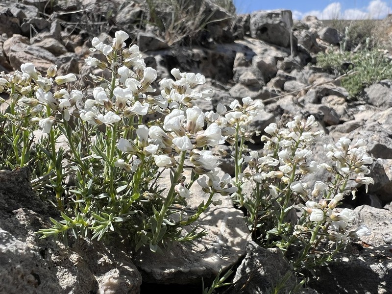 Noccaea iberidea