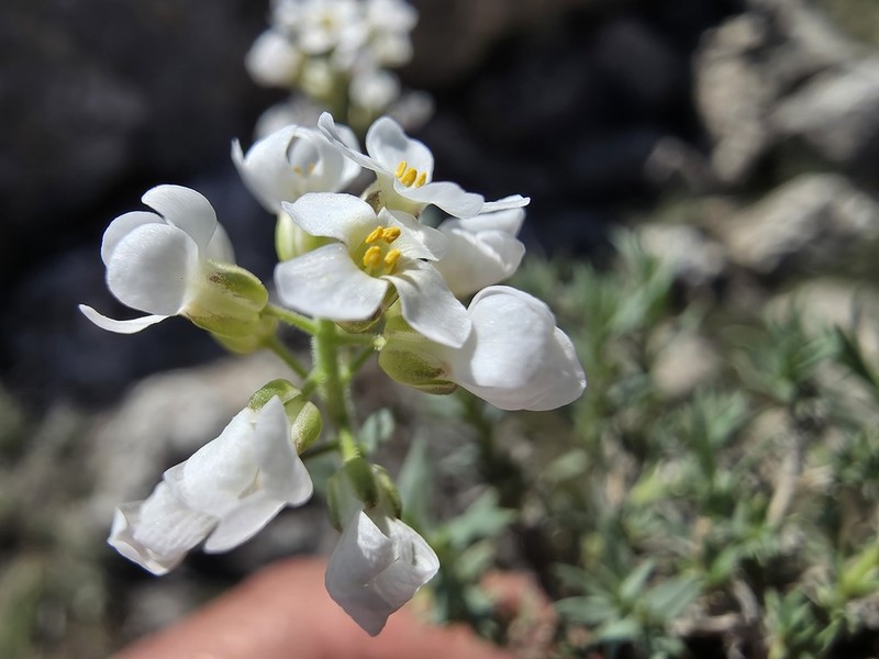 Noccaea iberidea photo 2