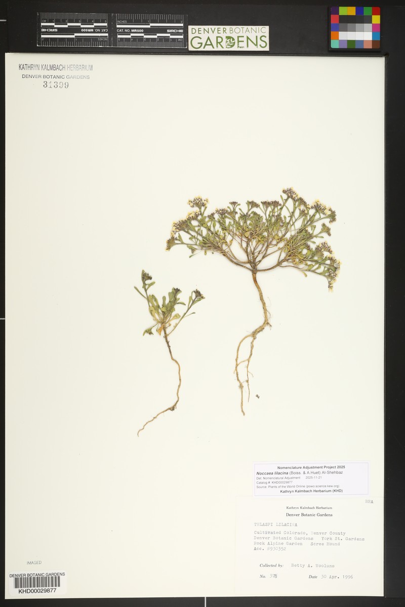 Noccaea lilacina
