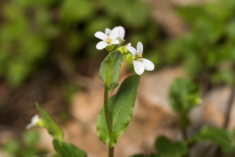 Noccaea natolica