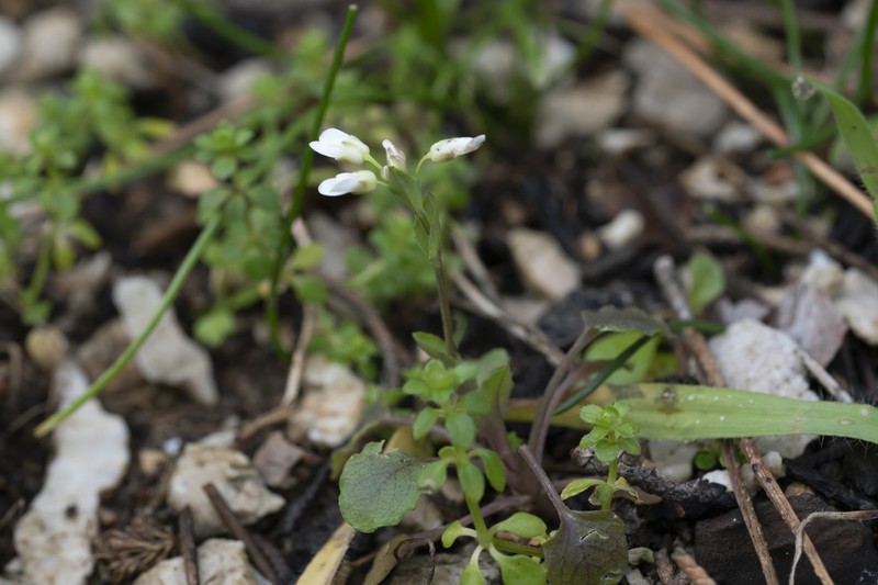 Noccaea natolica photo 3