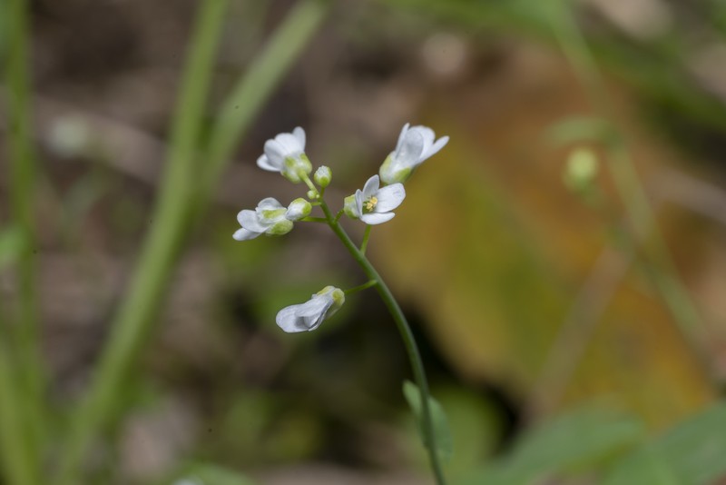 Noccaea natolica photo 4