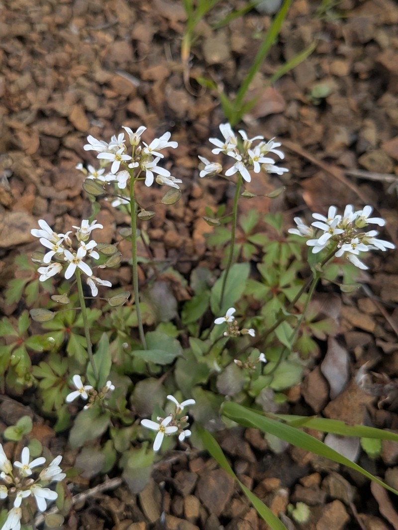 Noccaea natolica photo 6