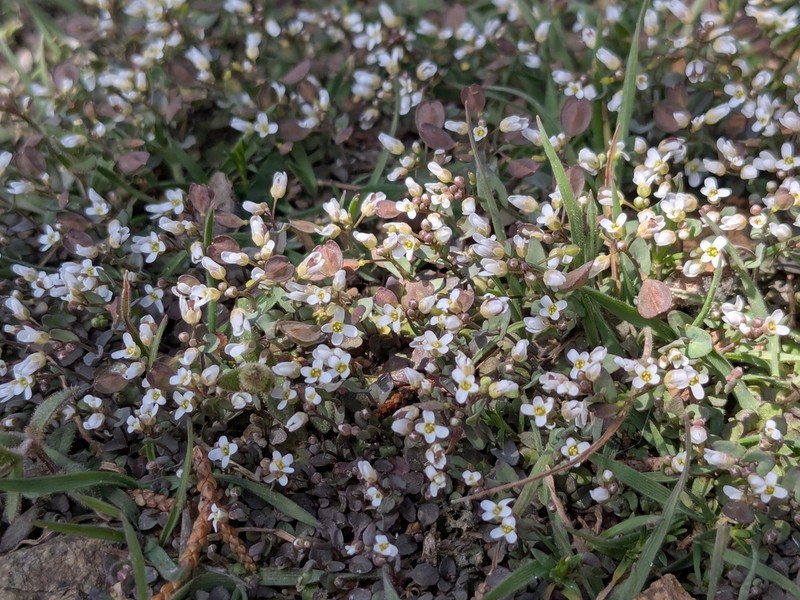 Noccaea natolica photo 8