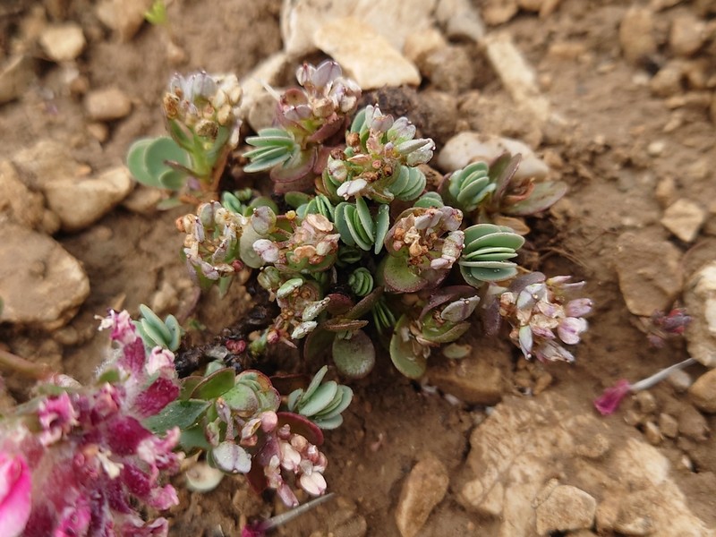 Noccaea oppositifolia