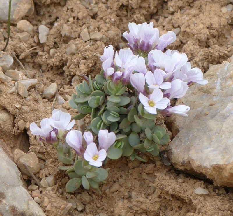 Noccaea oppositifolia photo 2