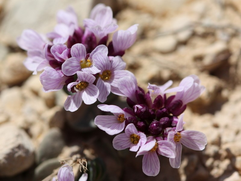 Noccaea oppositifolia photo 3