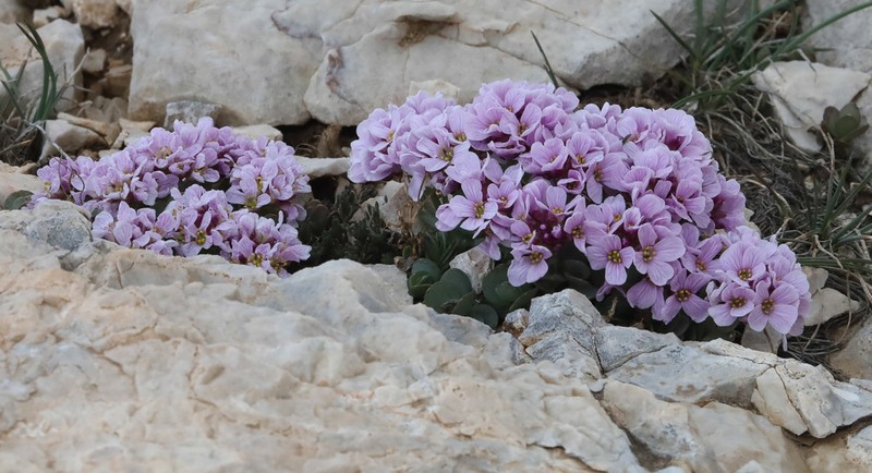 Noccaea oppositifolia photo 4