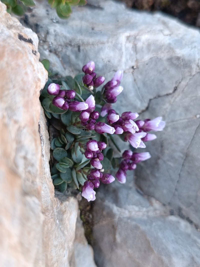 Noccaea oppositifolia photo 5