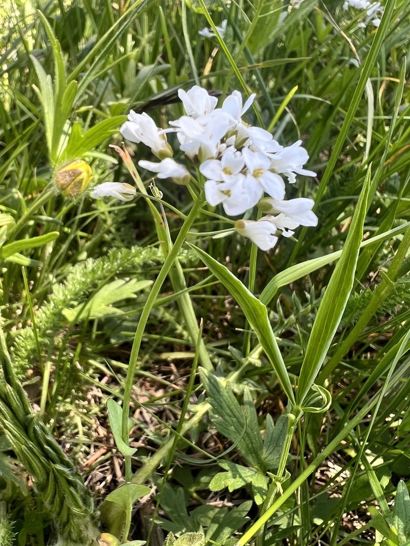 Noccaea orbiculata