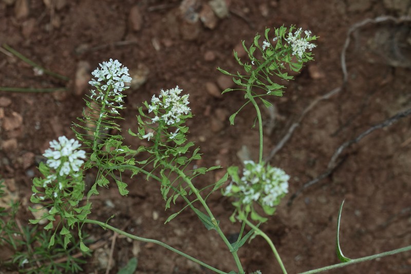 Noccaea oxyceras