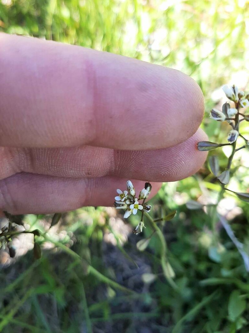 Meadow Pennycress