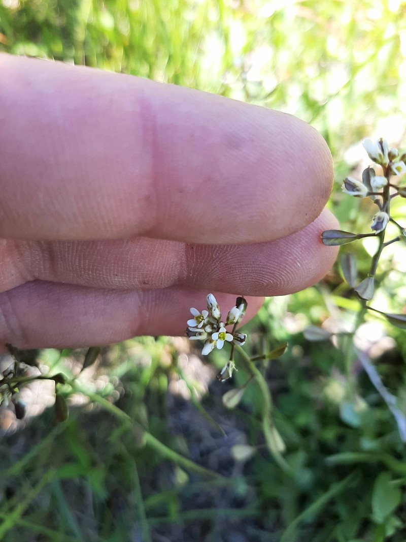 Meadow Pennycress photo 2