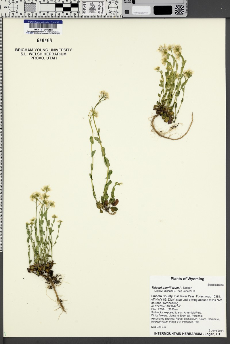 Meadow Pennycress photo 3