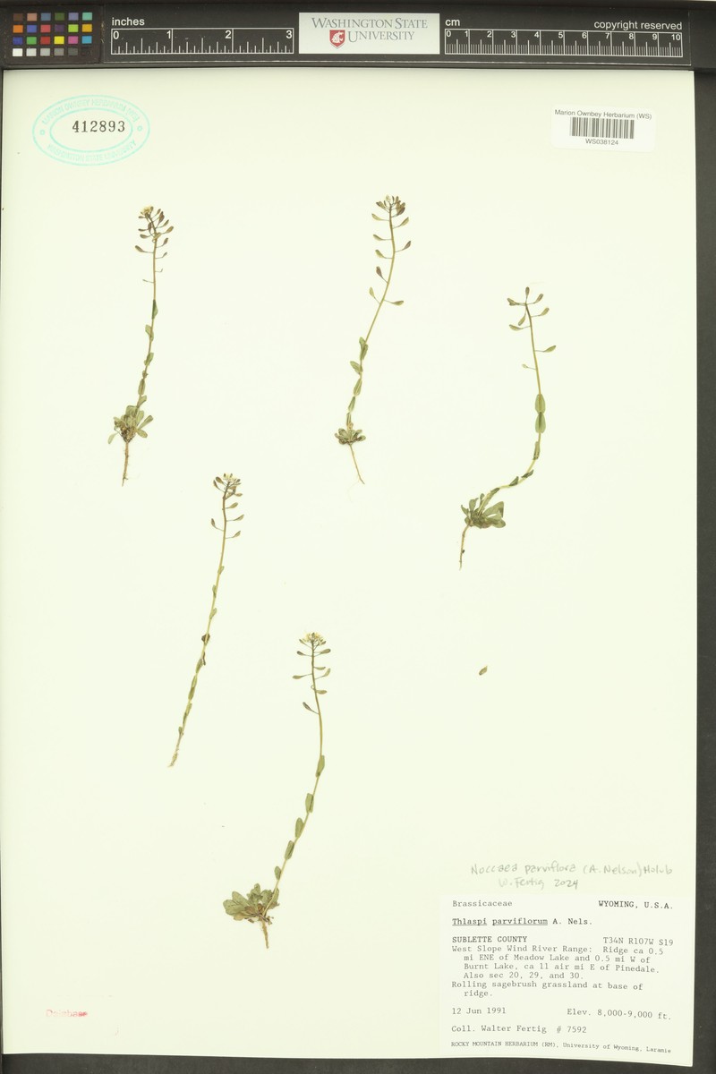 Meadow Pennycress photo 4