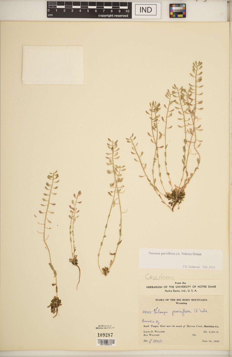 Meadow Pennycress photo 5