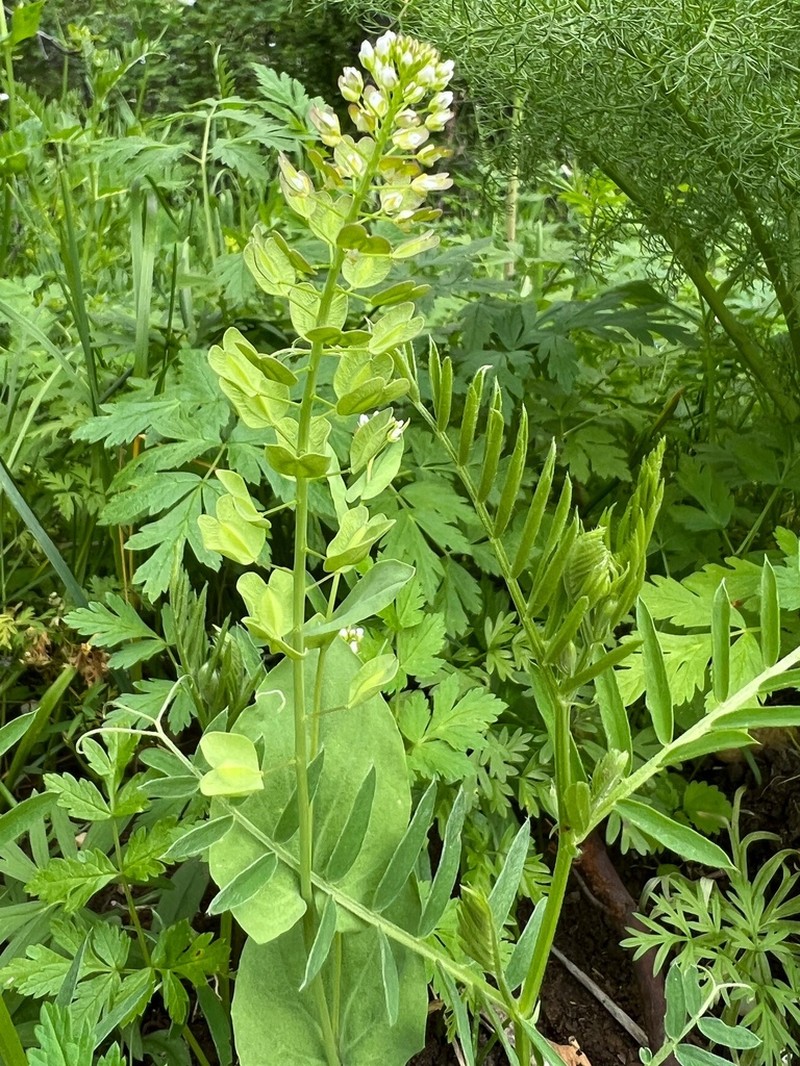 Noccaea platycarpa