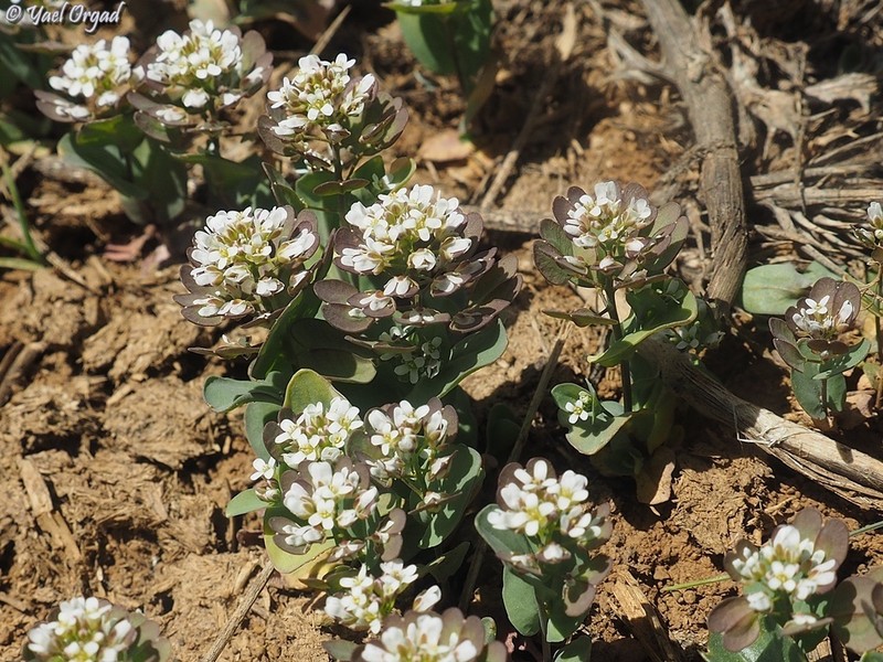 Noccaea platycarpa photo 2