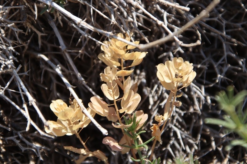 Noccaea platycarpa photo 3
