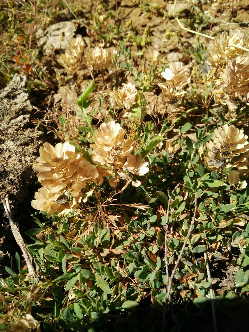 Noccaea platycarpa photo 4