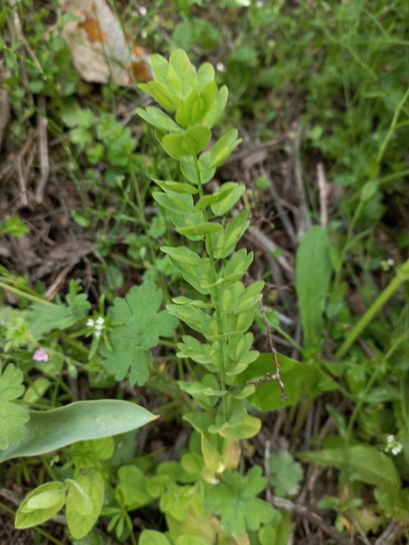 Noccaea platycarpa photo 6