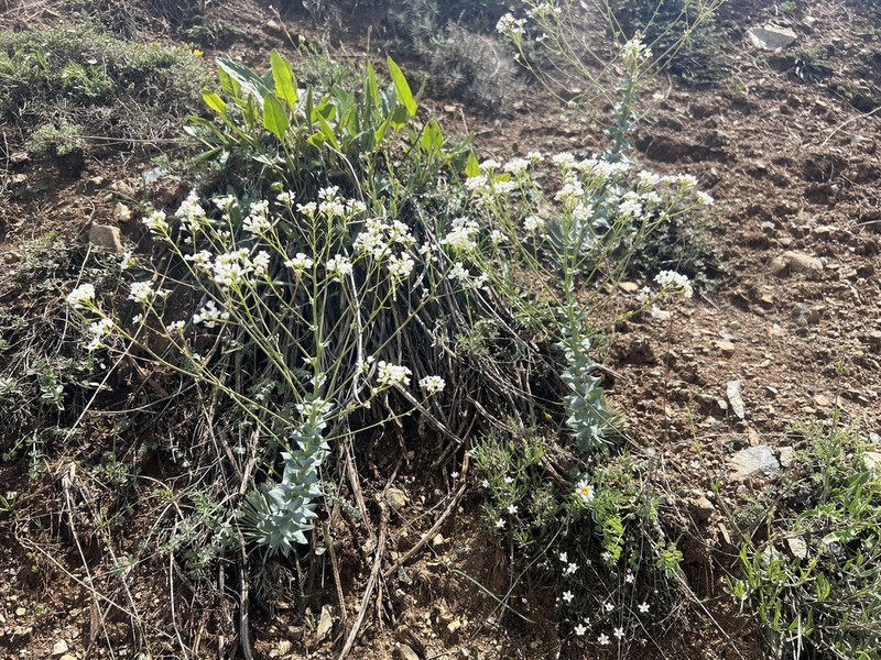Noccaea sempervivum