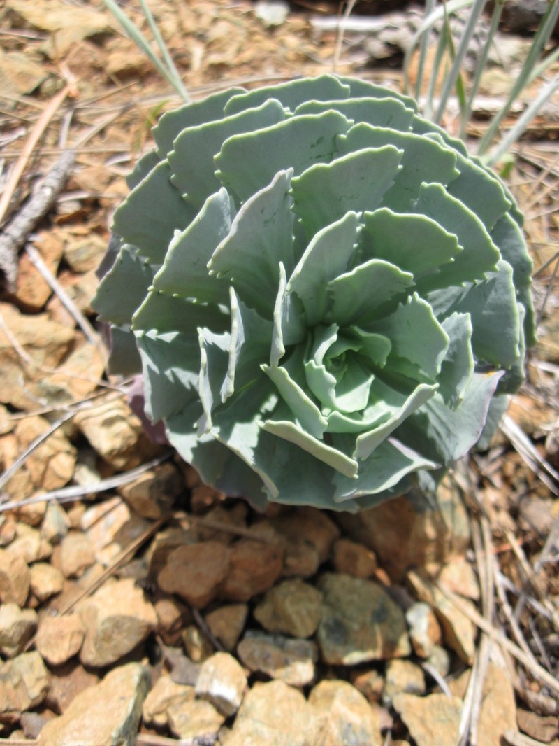 Noccaea sempervivum photo 2