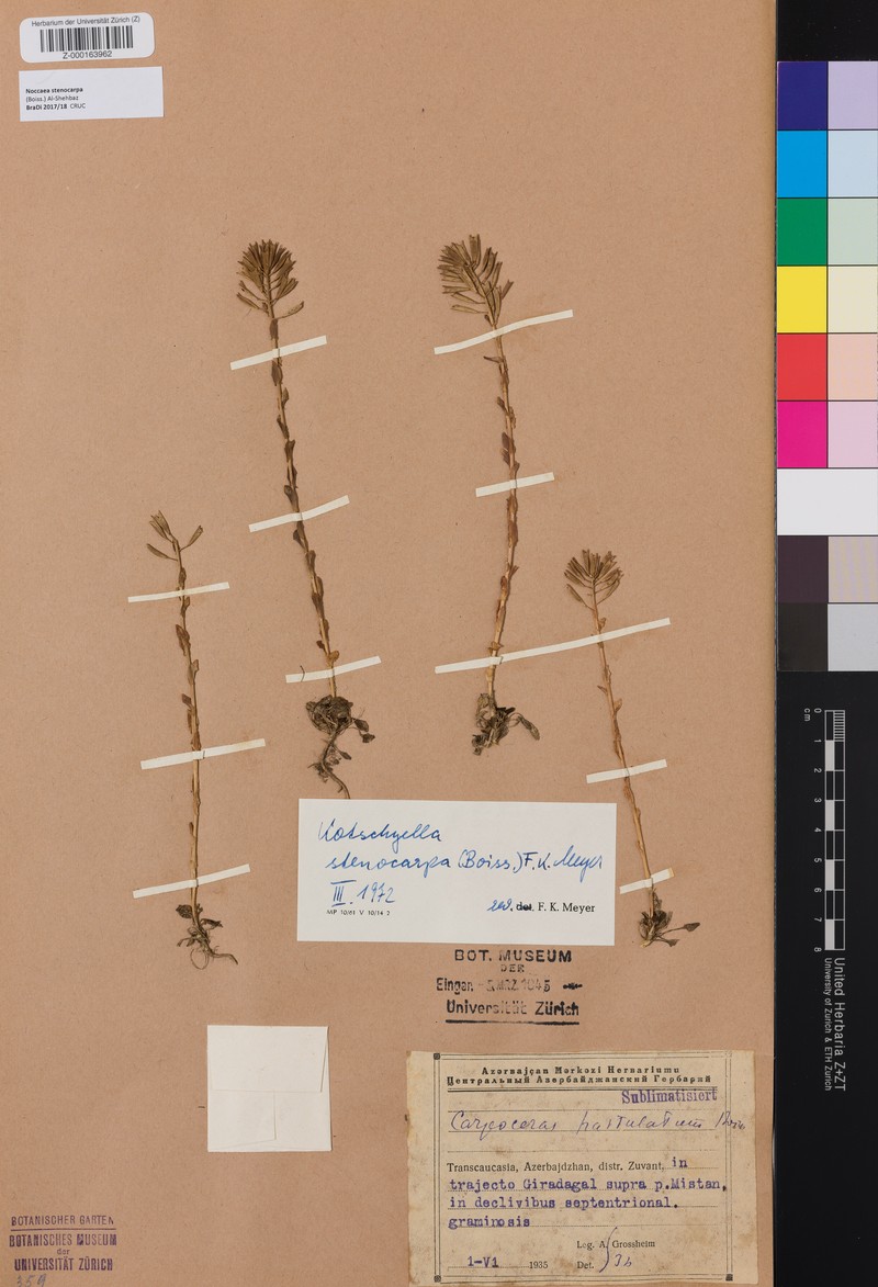 Noccaea stenocarpa