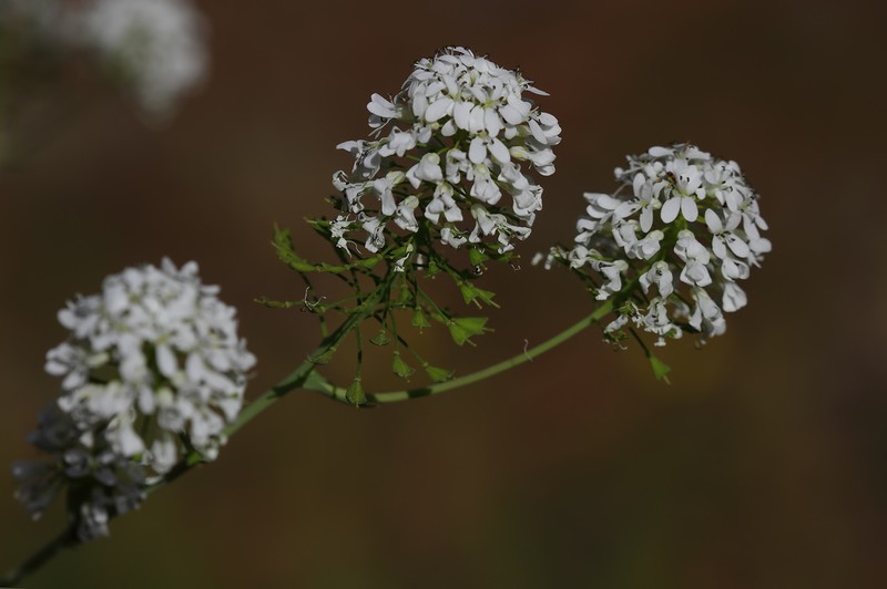 Noccaea triangularis