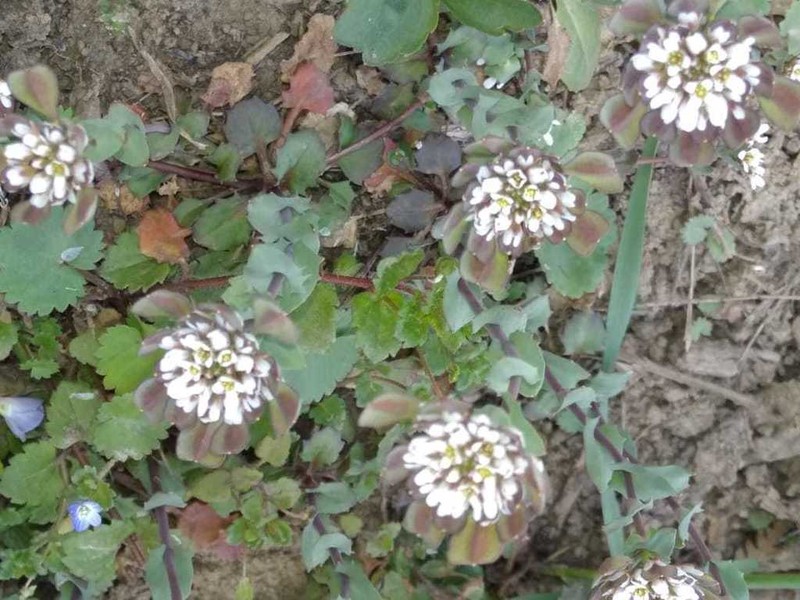 Noccaea umbellata photo 2