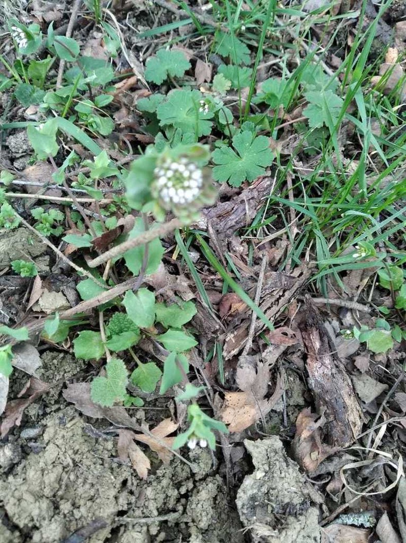 Noccaea umbellata photo 4