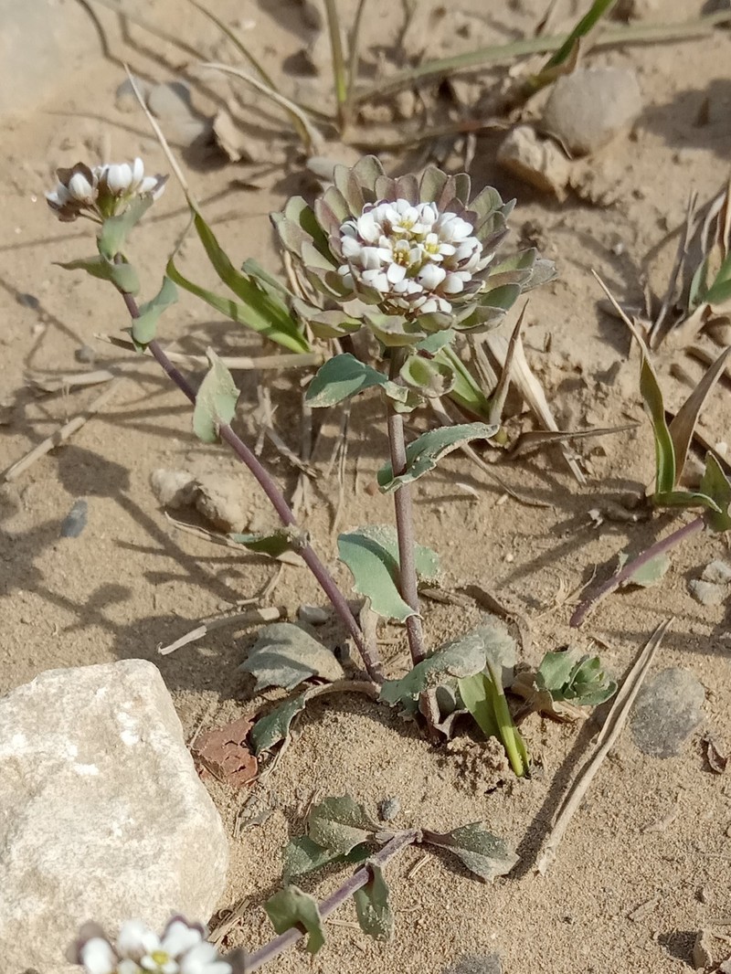 Noccaea umbellata photo 7
