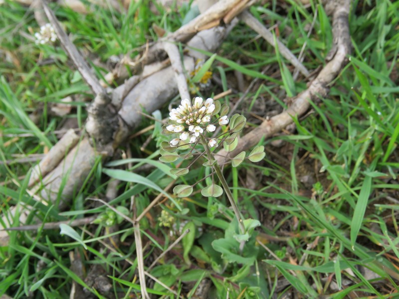 Noccaea umbellata photo 8