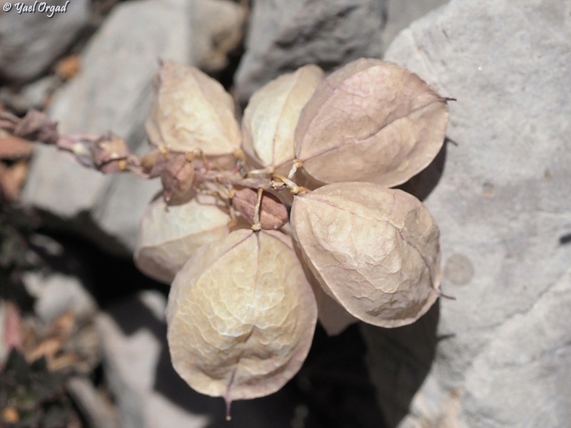 Noccaea vesicaria