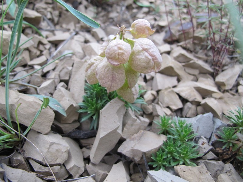 Noccaea vesicaria photo 2