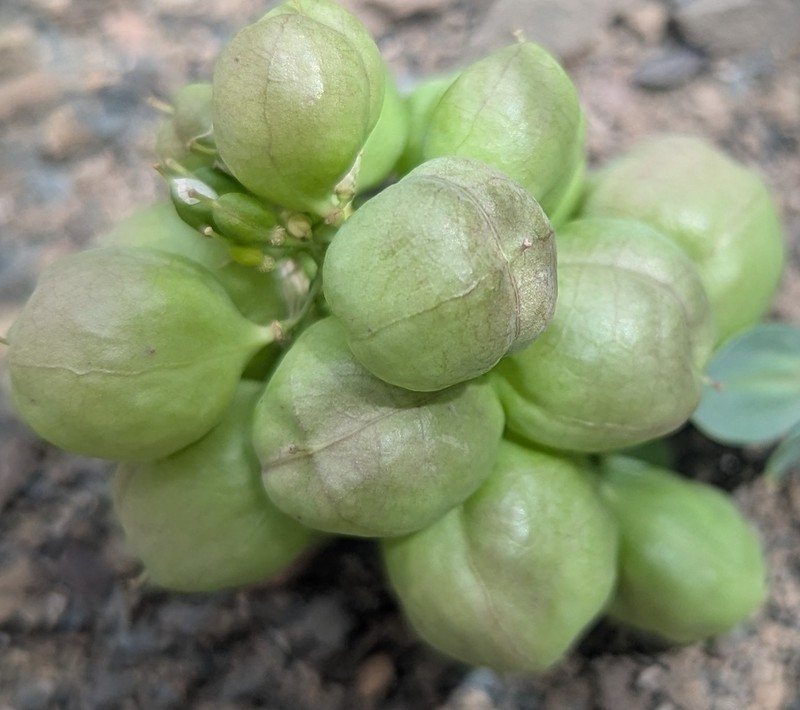 Noccaea vesicaria photo 4