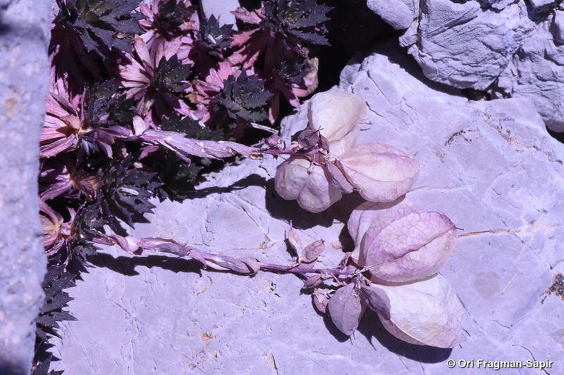 Noccaea vesicaria photo 6