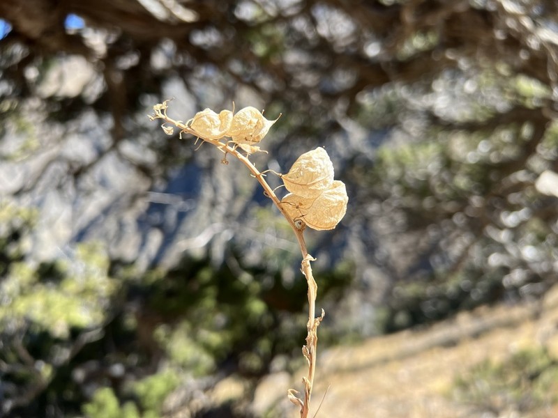 Noccaea vesicaria photo 7