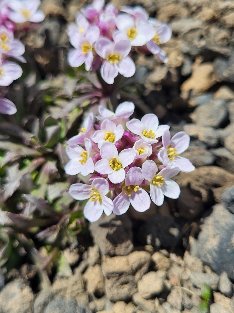 Noccaea vesicaria photo 8