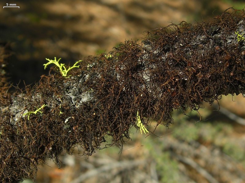 Nodobryoria abbreviata