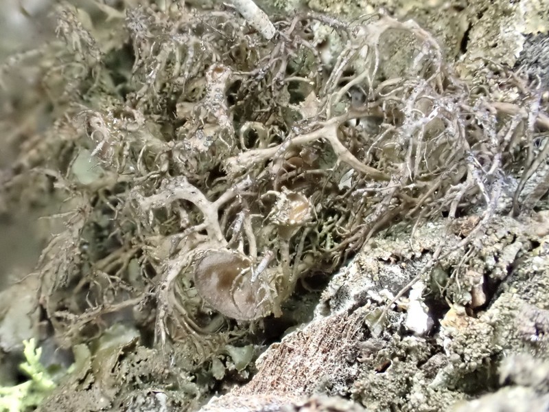 Nodobryoria abbreviata photo 2