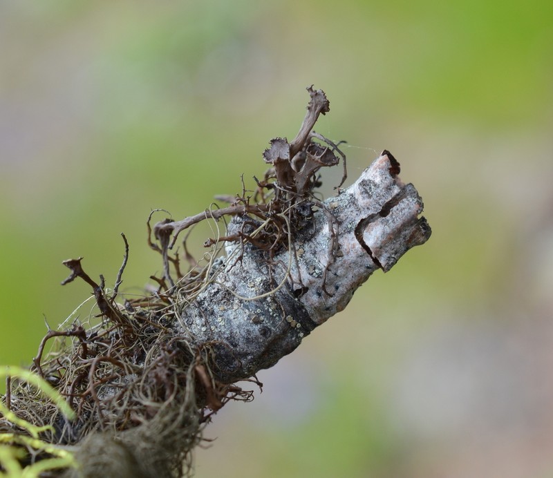 Nodobryoria abbreviata photo 3
