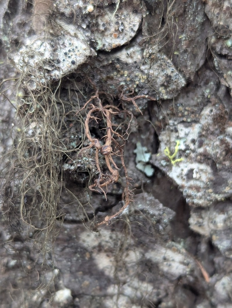 Nodobryoria abbreviata photo 4