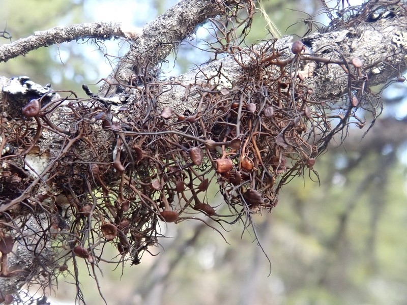 Nodobryoria abbreviata photo 5